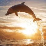 东升国际app的技术支持与故障排除指南 2ffl5s8s