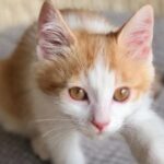 东升国际娱乐:从娱乐到教育,游戏的多重价值 2ldum