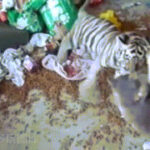 东升国际pg的营销策略与推广方式 4oxkjjtwpx