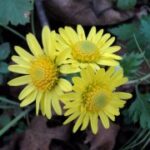 东升国际28在全球经济中的角色与影响力 50ktosr2x