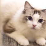 东升国际pg的合作伙伴及其关系网络 r32y16ni