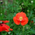 东升国际与全球供应链管理的最佳实践 zx8sx